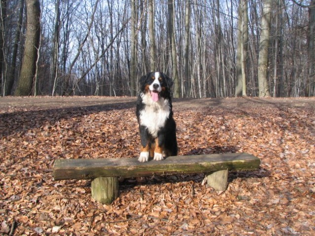 Pomlad- razno - foto
