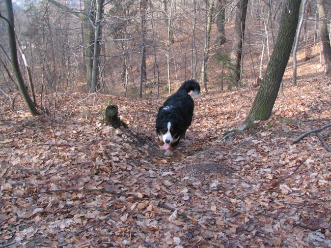 Pomlad- razno - foto povečava