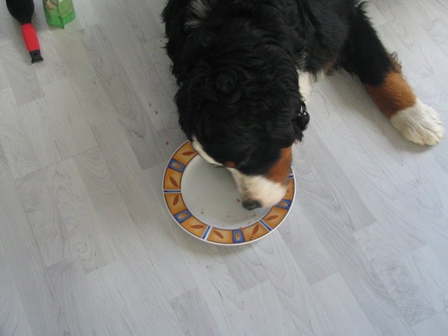 Athosov 1. rojstni dan, 4.5.2006 - foto povečava