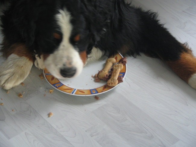 Athosov 1. rojstni dan, 4.5.2006 - foto povečava