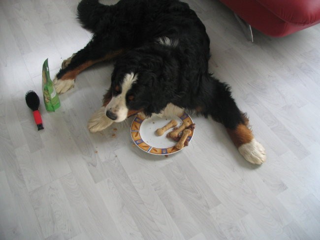 Athosov 1. rojstni dan, 4.5.2006 - foto povečava