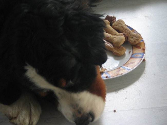 Athosov 1. rojstni dan, 4.5.2006 - foto povečava