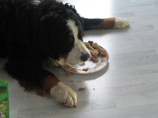 Athosov 1. rojstni dan, 4.5.2006 - foto povečava