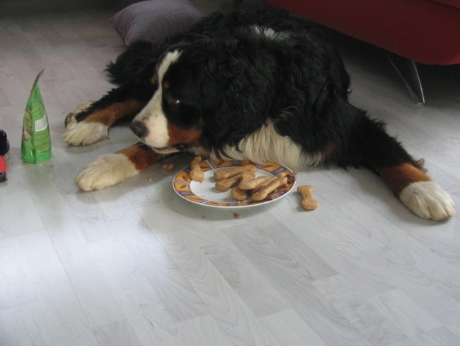 Athosov 1. rojstni dan, 4.5.2006 - foto povečava