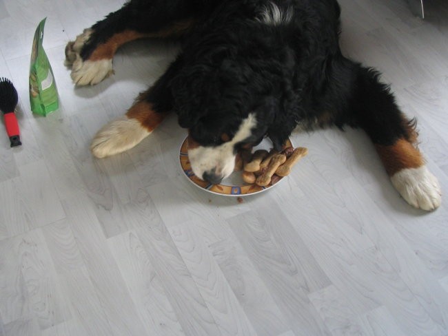 Athosov 1. rojstni dan, 4.5.2006 - foto povečava