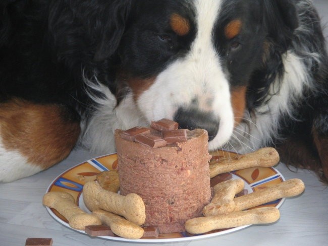 Athosov 1. rojstni dan, 4.5.2006 - foto povečava