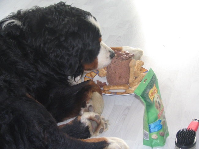 Athosov 1. rojstni dan, 4.5.2006 - foto povečava