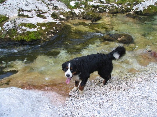 Dolina Voje, 6.9.2006 - foto povečava