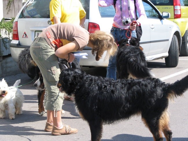 Predstavitev bernskih planšarskih psov - foto povečava