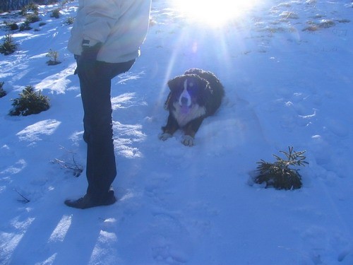 Sorica, 28.12.2006 - foto povečava