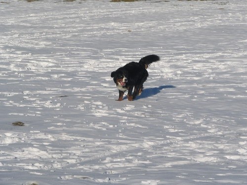 Sorica, 28.12.2006 - foto povečava