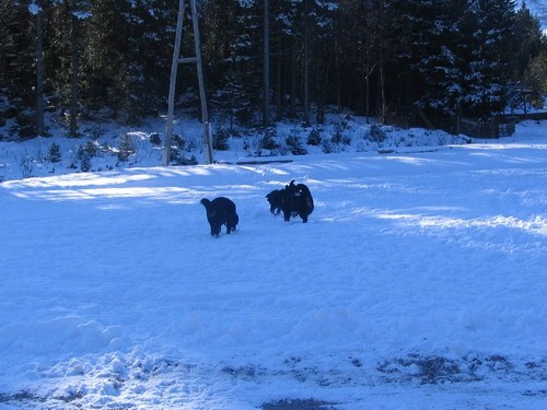 Sorica, 28.12.2006 - foto povečava