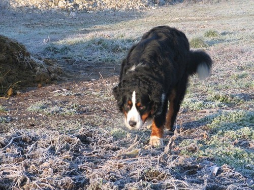 Januar 2007 - foto povečava