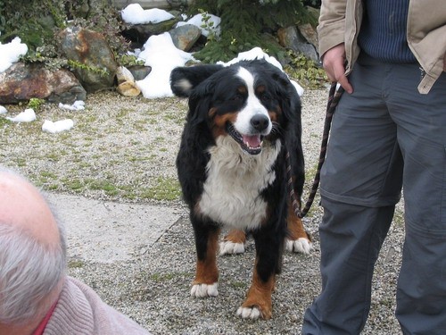 Mladički (mama Timba) - foto