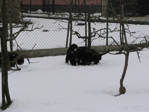 Mladički (mama Timba) - foto povečava